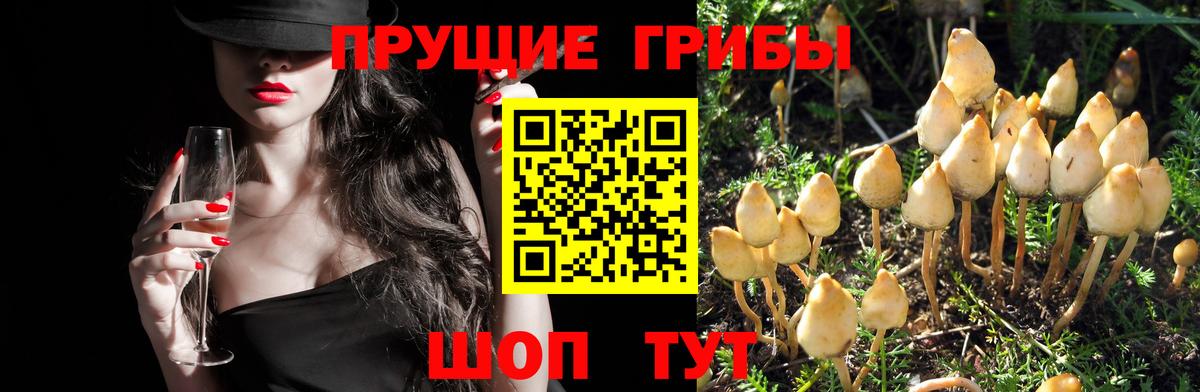 Шахты  Галлюциногенные грибы GOLDEN TEACHER  Вход с VPN 